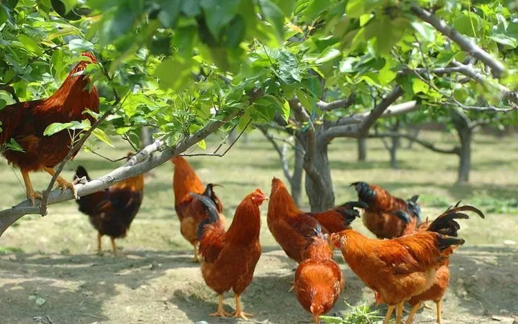 散養肉雞為什麼更好吃？揭秘​​​​​​​散養雞如何征服你