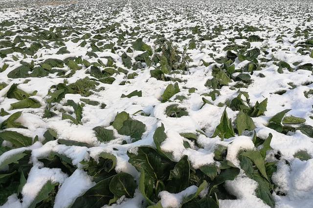 冰雪中的綠色奇跡-從基因到環境介紹菠菜冬天凍不死的秘密