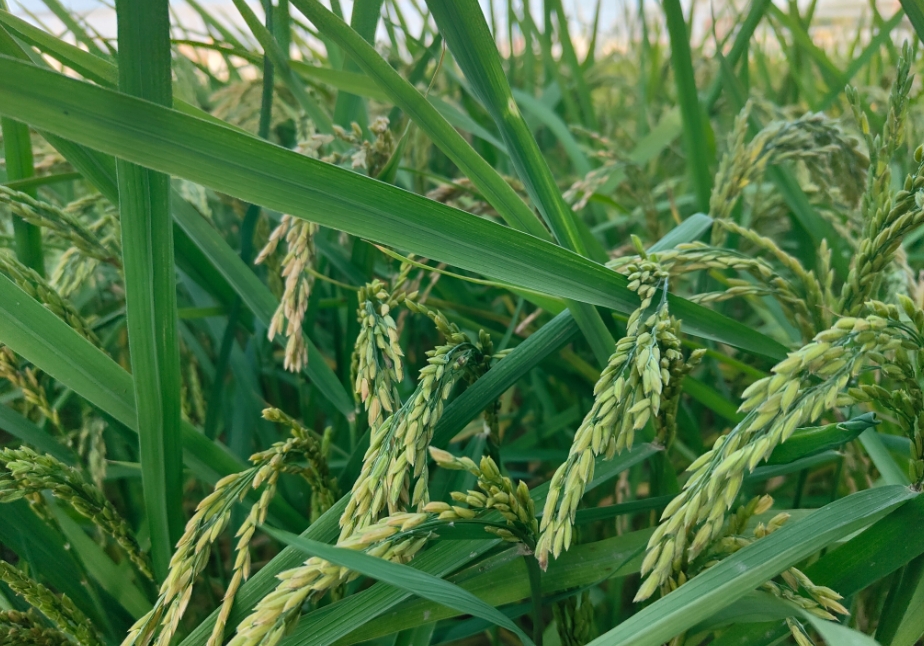 種植高品質稻米之衝施肥的精準使用方法與最佳時機，讓豐收觸