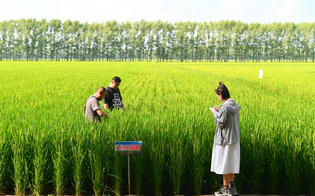 種植高品質稻米之衝施肥的精準使用方法與最佳時機，讓豐收觸手可及！