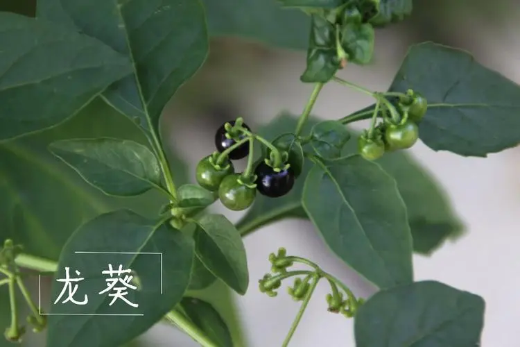 誤食有風險！龍葵果實毒性大起底，安全意識不可少！