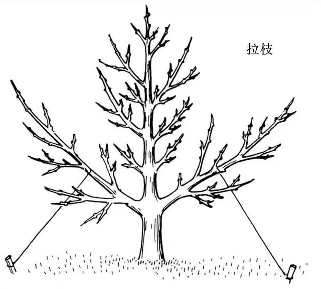 春日裏的魔法剪：櫻花樹修剪全攻略，讓美麗不再隻是瞬間！