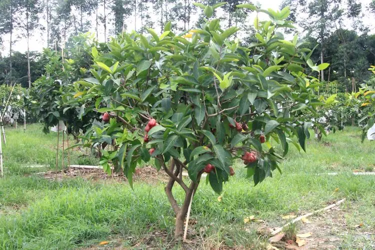 蓮霧種植生長環境與溫度要求，助你輕鬆培育美味果實