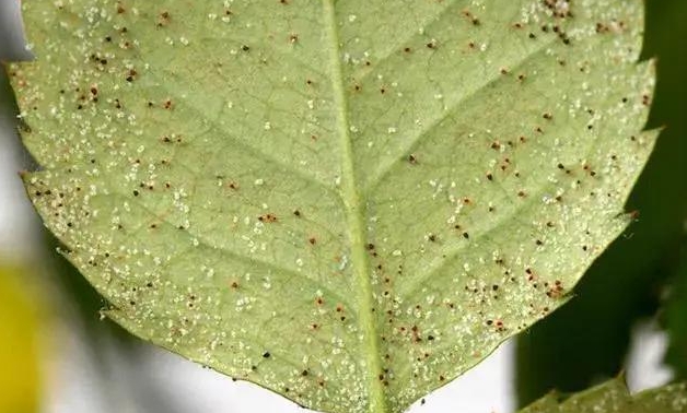 藥到病除！臍橙紅蜘蛛克星神藥推薦，防治效果炸裂！