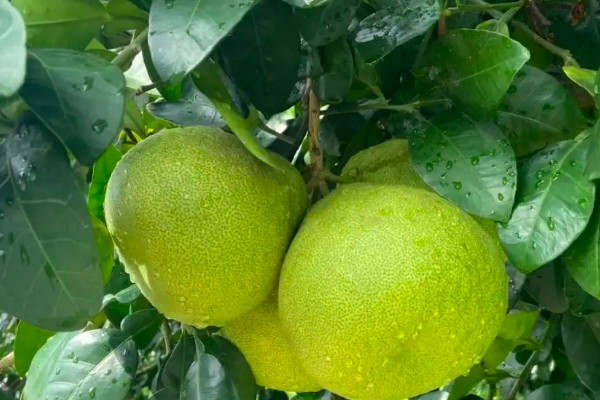 綠色陽台挑戰：用西柚籽種植西柚，見證生命的奇跡之旅！