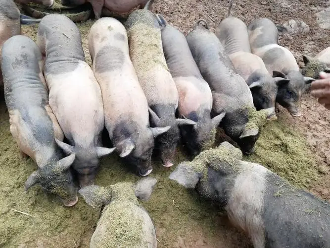 養豬新革命！牧草和豆渣哪種飼料讓豬群膘肥體壯，效益翻倍！