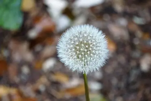 花卉界的‘風行者’：除了蒲公英還有哪些花用風傳遞生命的種子？