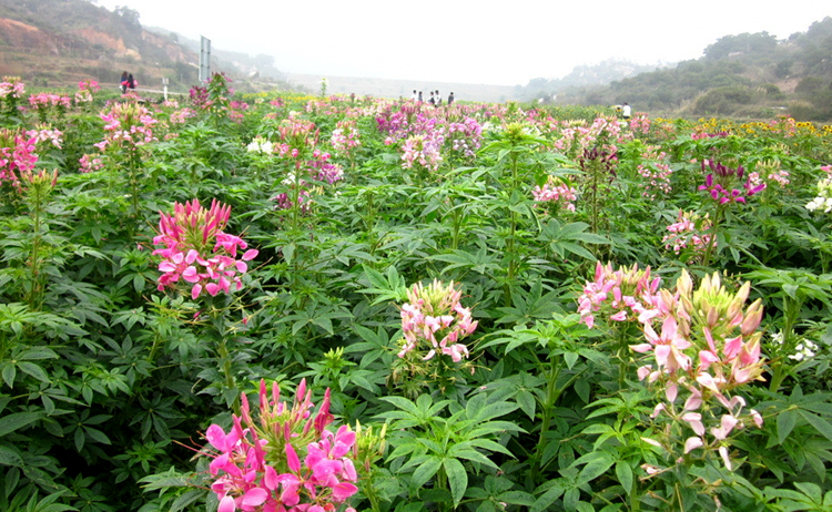 醉蝶花播種選對月份，讓你的花園成為夏日最耀眼的花海！