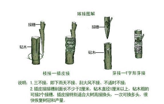 梅子樹嫁接新攻略：一剪一接，讓果樹品種升級如魔法般簡單！