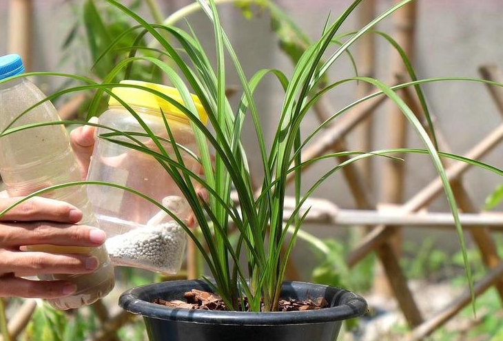 <b>告別蘭花夏日枯萎魔咒，專家級養護讓蘭香四溢整個夏天！</b>