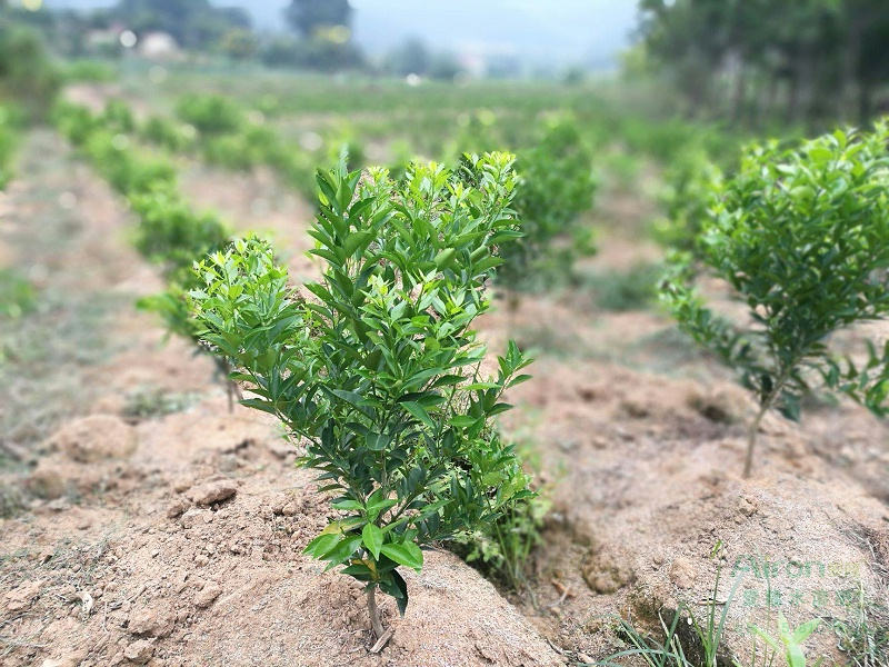 柑橘幼苗移栽種植及後期科學管理方案，精細養護豐收在望！