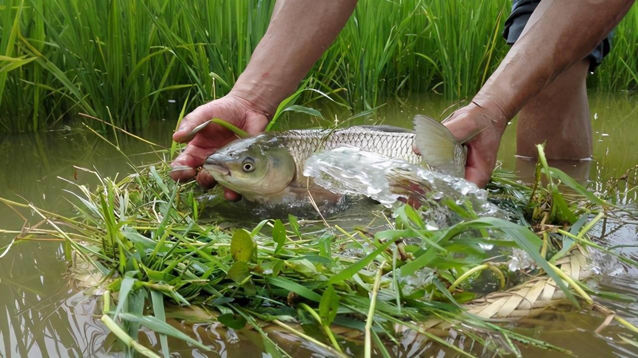 告別草魚不吃食煩惱！草魚養殖厭食症”解決方案大放送！