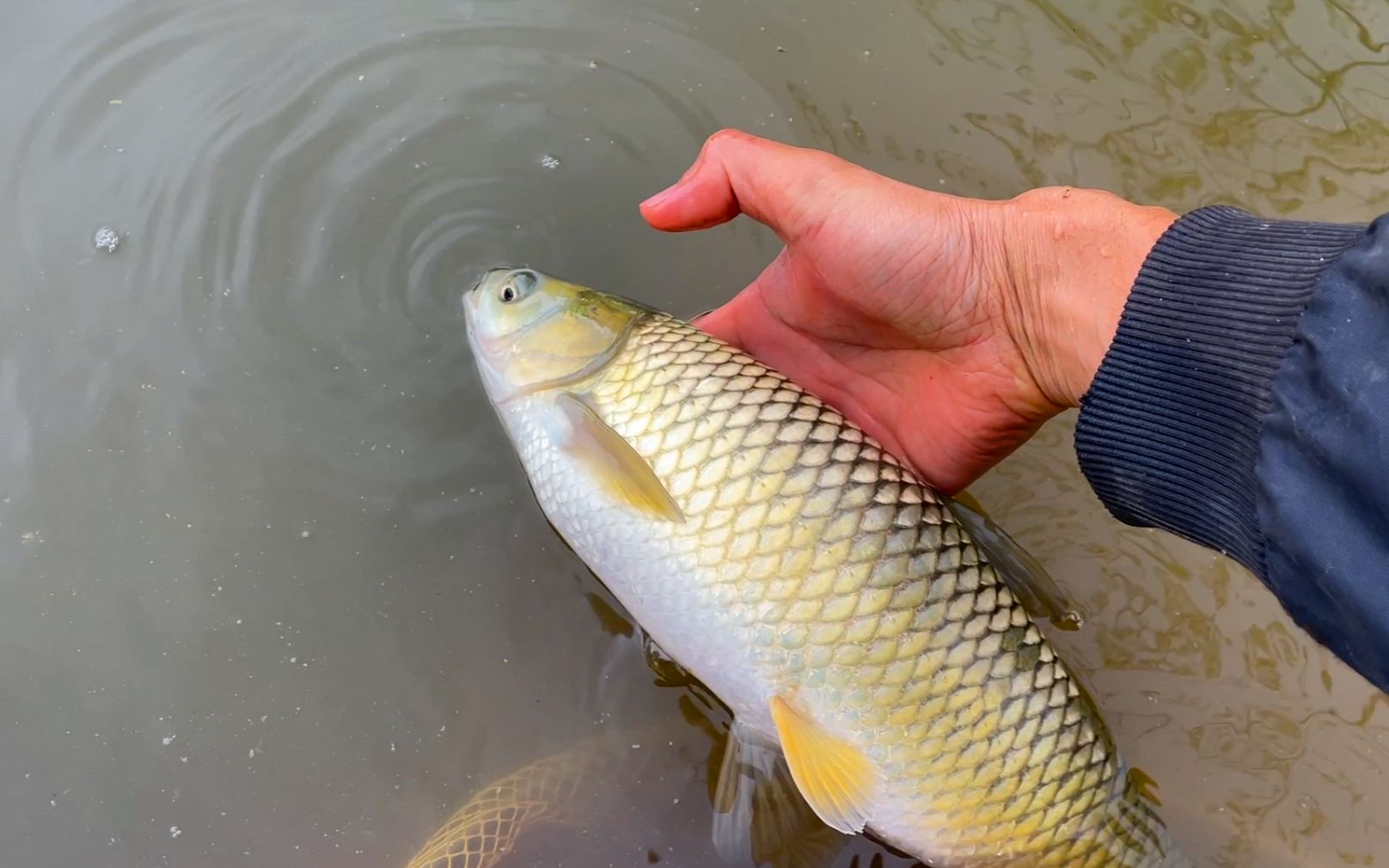 告別草魚不吃食煩惱！草魚養殖厭食症”解決方案大放送！