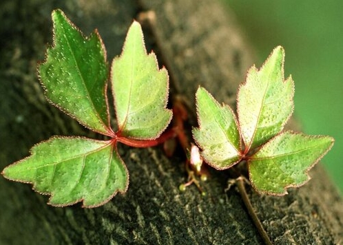 常春藤是爬山虎植物嗎？從科屬到習性都不同的兩大明星綠植。