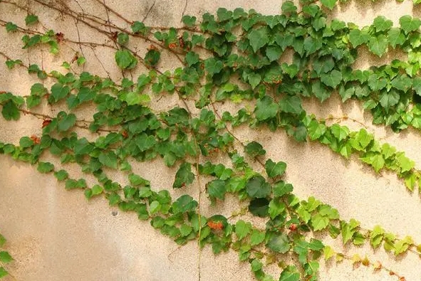 常春藤是爬山虎植物嗎？從科屬到習性都不同的兩大明星綠植。