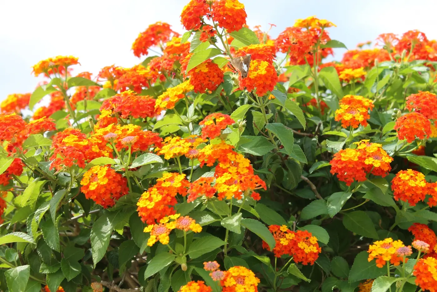 五色梅一年開幾次花？掌握養護技巧花開不斷