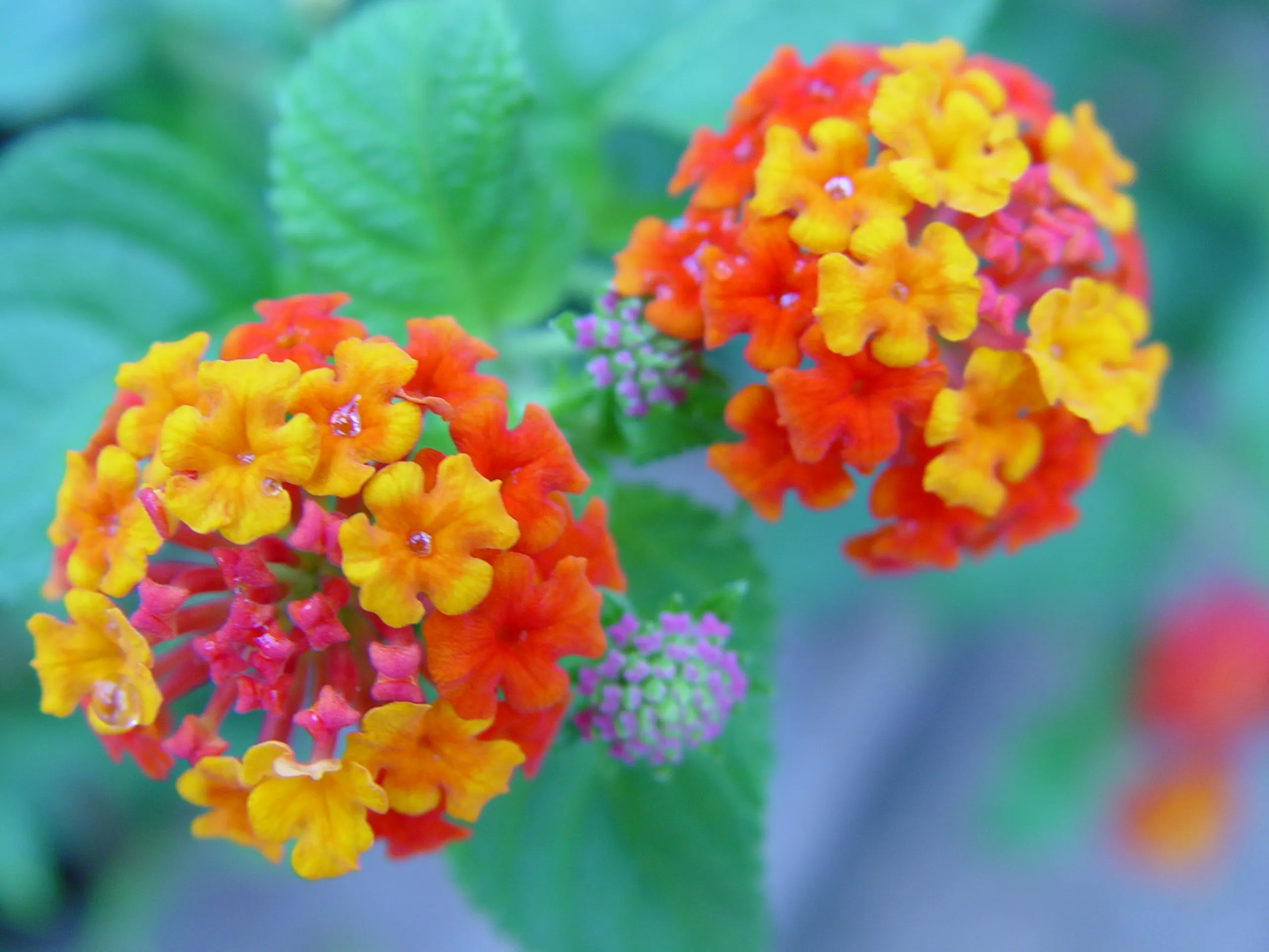 五色梅一年開幾次花？掌握養護技巧花開不斷