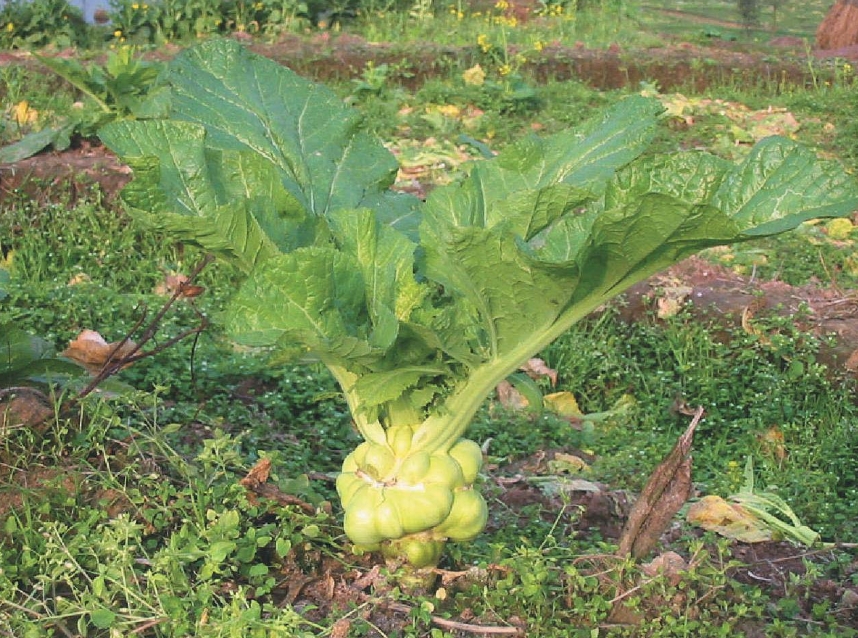 芥菜長什麼樣子？芥菜圖片色彩斑斕形態大全。