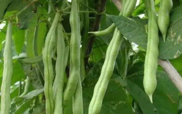 芸豆是什麼豆？探索芸豆綠色寶石的種植產地。