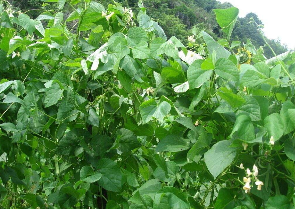 芸豆是什麼豆？探索芸豆綠色寶石的種植產地。