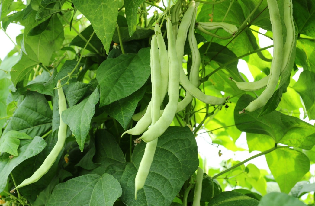 芸豆是什麼豆？探索芸豆綠色寶石的種植產地。