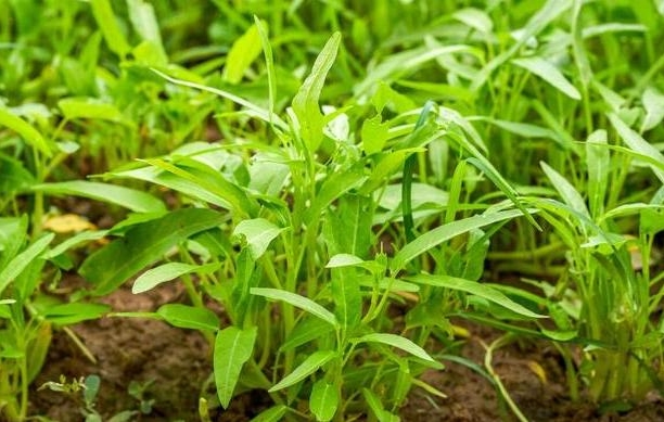 專家指導空心菜大棚種植技術與管理方法，產量翻倍還美味！