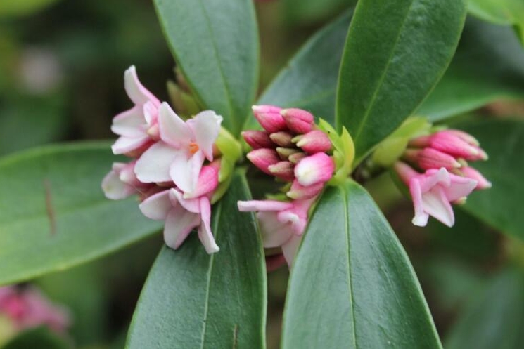 <b>瑞香花是草本還是木本植物？木本植物的優雅代表</b>