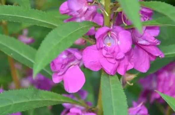 鳳仙花有毒嗎？這些情況下鳳仙花可能對人體有害。