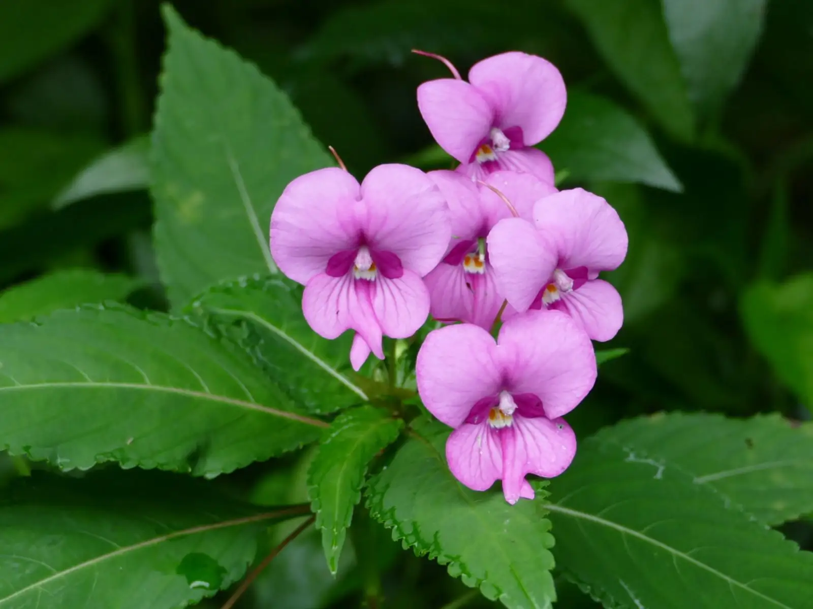 鳳仙花有毒嗎？這些情況下鳳仙花可能對人體有害。