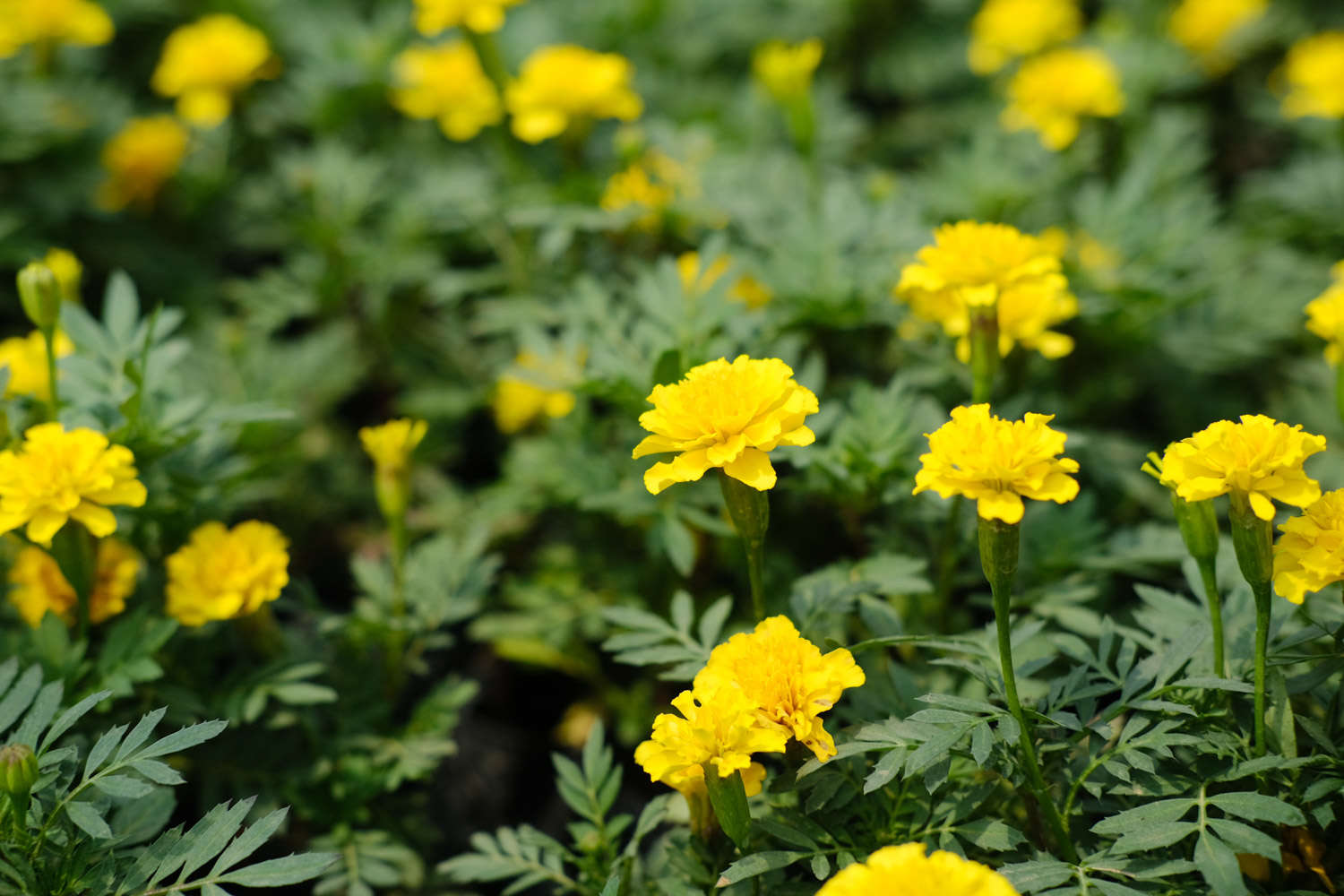 孔雀草第二年能自生發芽嗎？高手種植秘籍告別一年一季