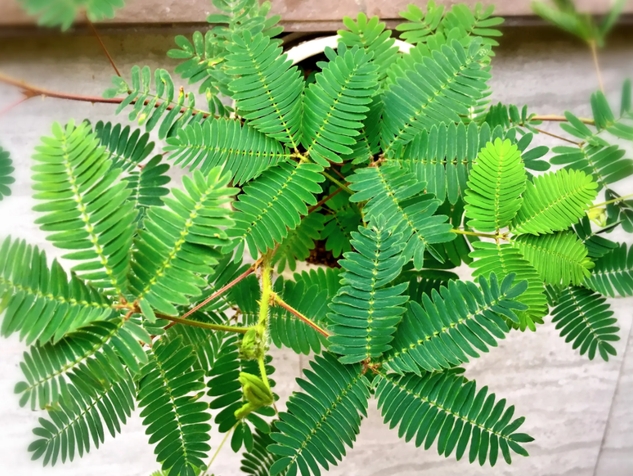 含羞草能活幾年？從幾厘米到一米，含羞草的高度你了解嗎？