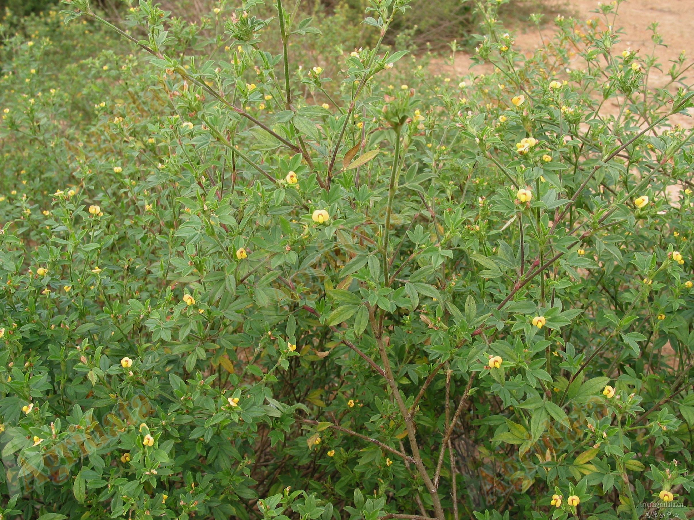 花草種子發芽秘籍，科學種植輕鬆提高發芽率。