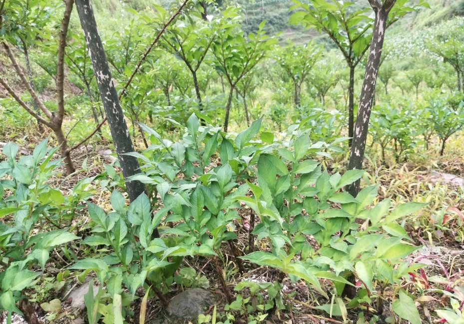 魔芋種子怎麼育種幾天發芽？掌握種植技巧見證高效育種奇跡。