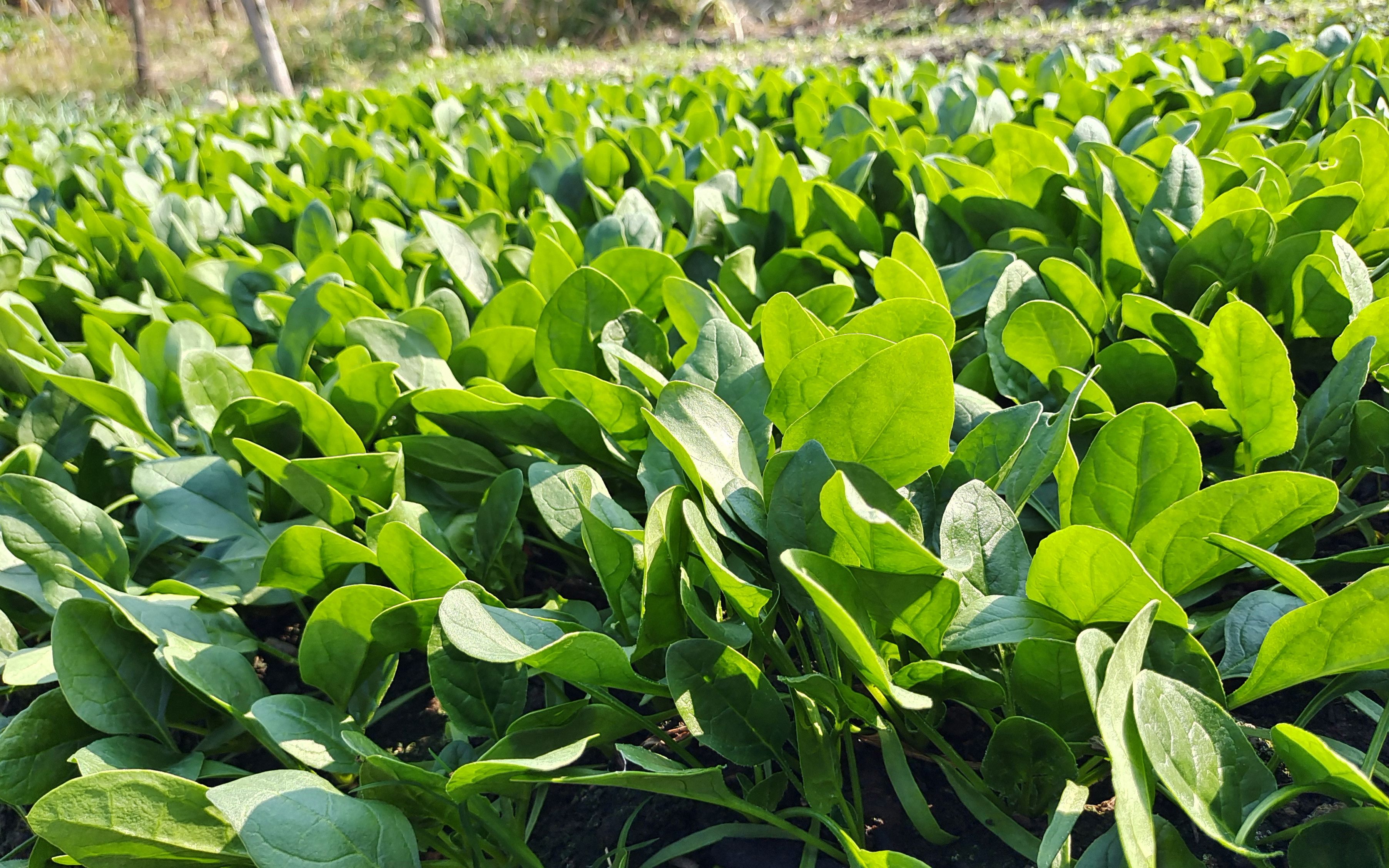 菠菜一年四季都可以種嗎？四季常青的菠菜種植秘籍。