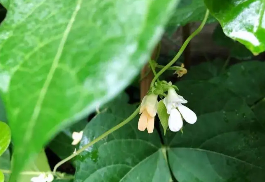 四季豆開花期施什麼肥好？科學施肥高產高質的秘訣。