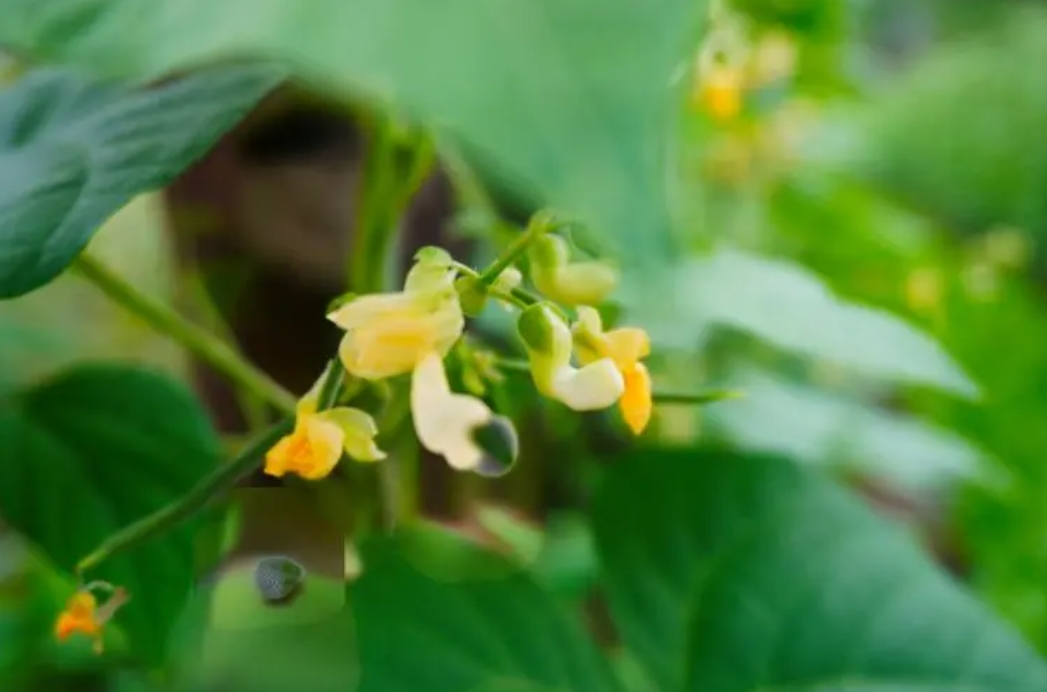 四季豆開花期施什麼肥好？科學施肥高產高質的秘訣。