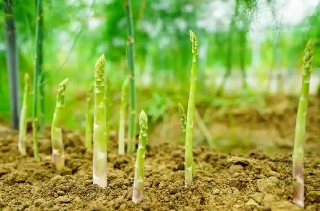 <b>蘆筍是蘆葦長出來的嗎？天壤之別的不同科屬植物。</b>