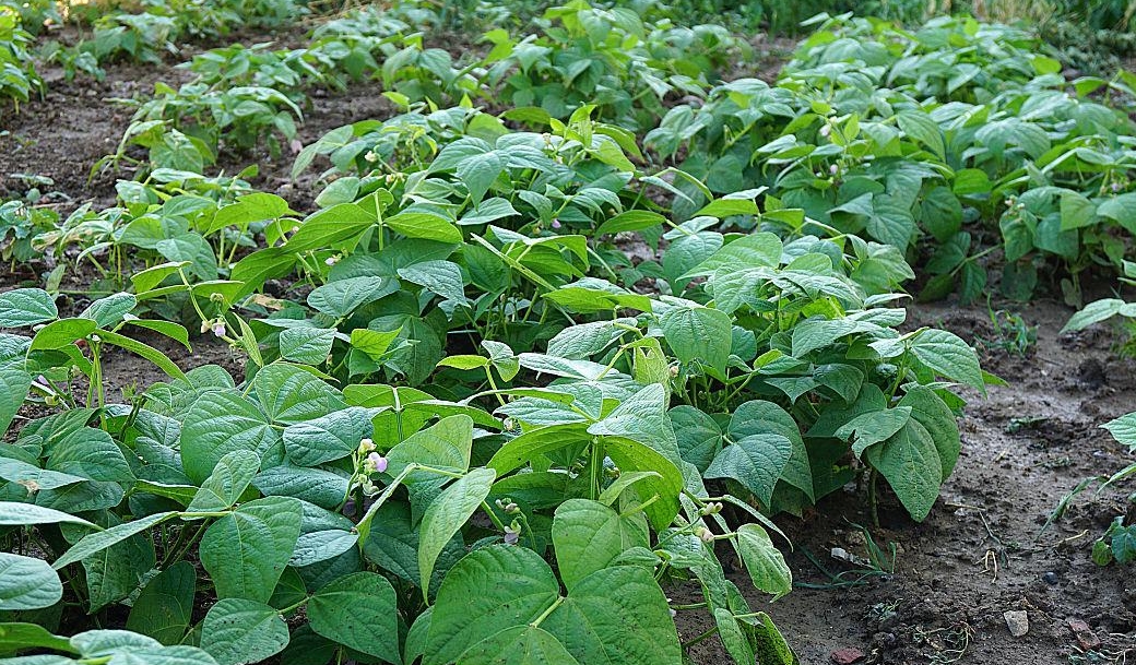 一株綠豆苗能長出多少顆綠豆？從一粒種子到滿枝碩果的奇跡。