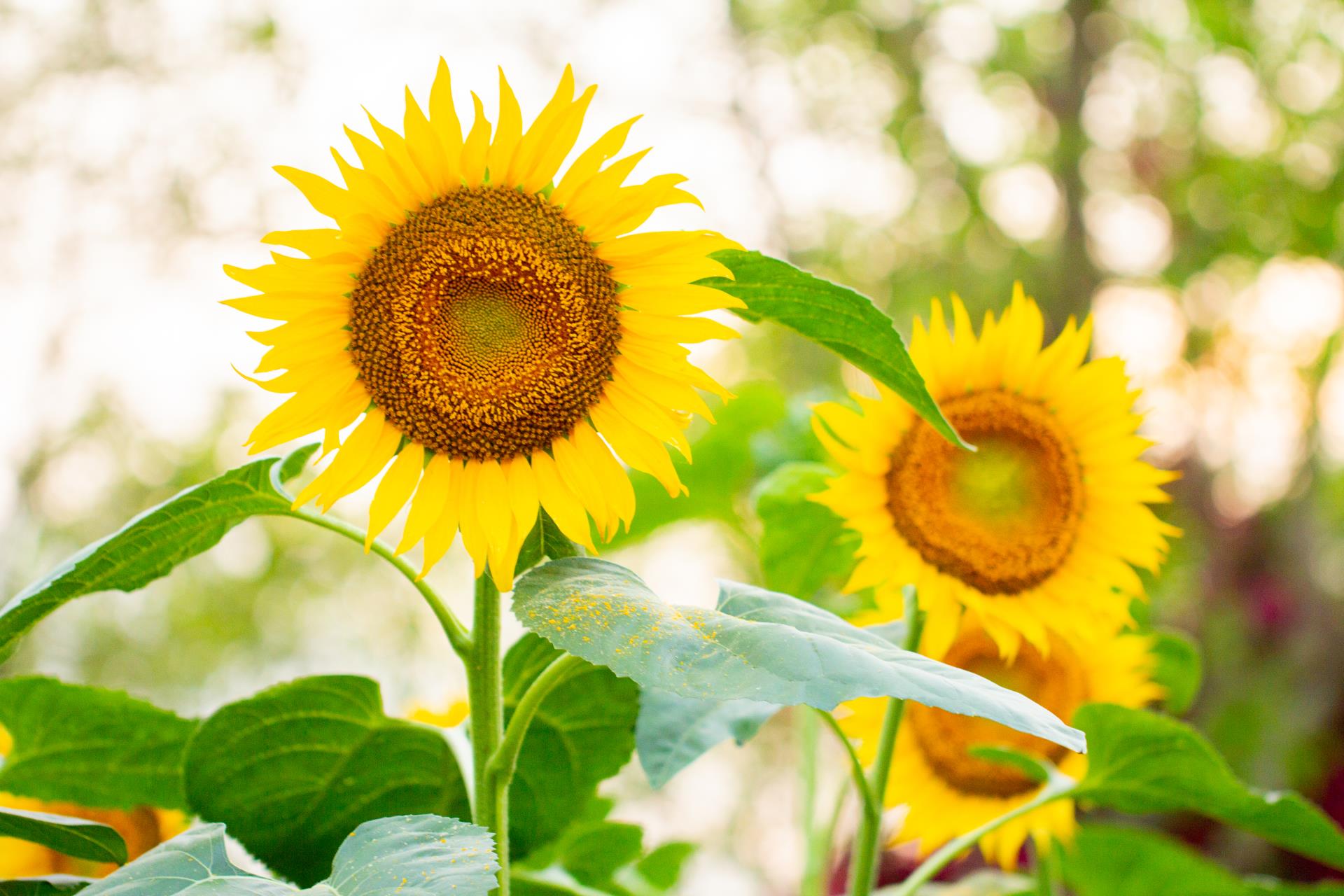 科學解讀：向日葵花是不是一直向著太陽生長？