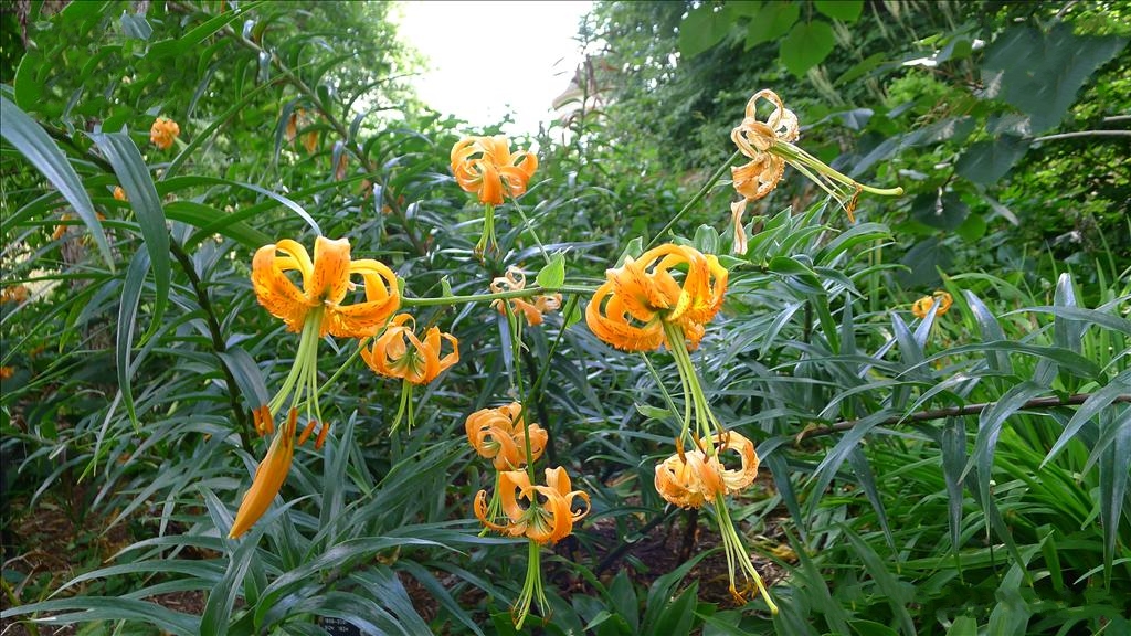 百合花最早出現在哪裏？古老傳說與探索追尋百合起源。