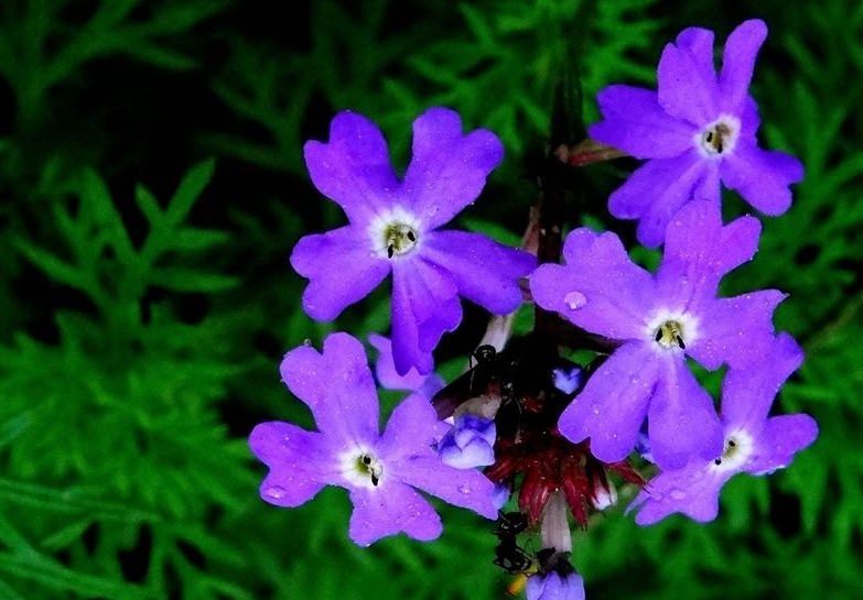 紫羅蘭怎麼養護開花快？光照+澆水快速開花技巧