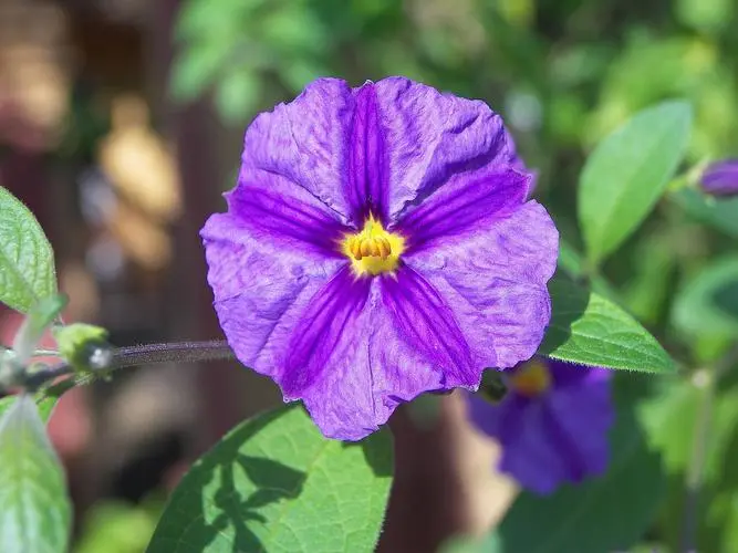 紫羅蘭怎麼養護開花快？光照+澆水快速開花技巧