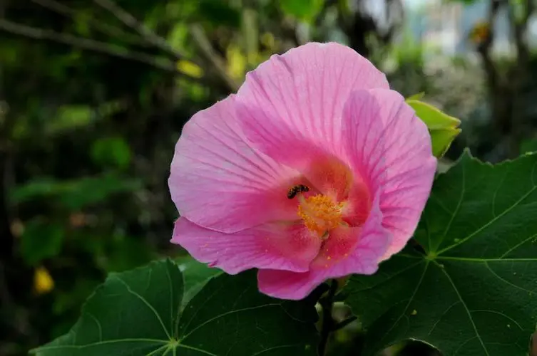 芙蓉花是荷花嗎？全方位揭示芙蓉花與荷花的區別。