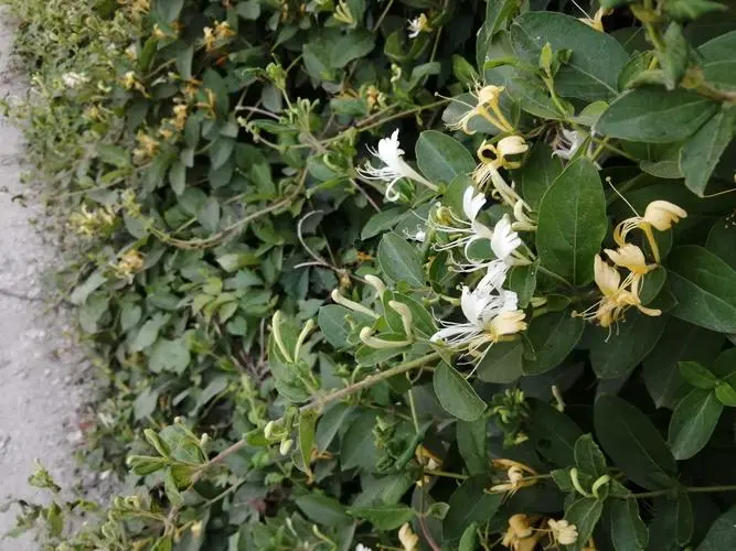 金銀花為什麼不開花隻長藤蔓？金銀花養護秘籍迎接滿園芬芳。