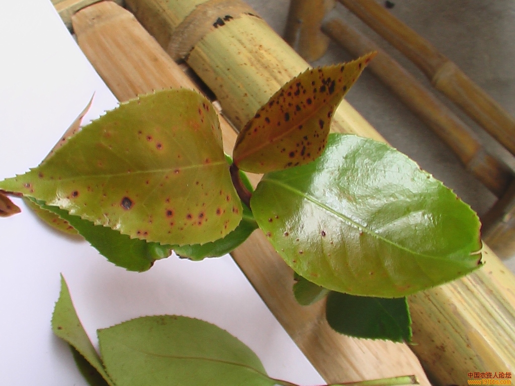 茶花養護難題-茶花葉子發黃有鏽斑是怎麼回事？