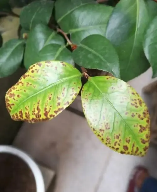 茶花養護難題-茶花葉子發黃有鏽斑是怎麼回事？