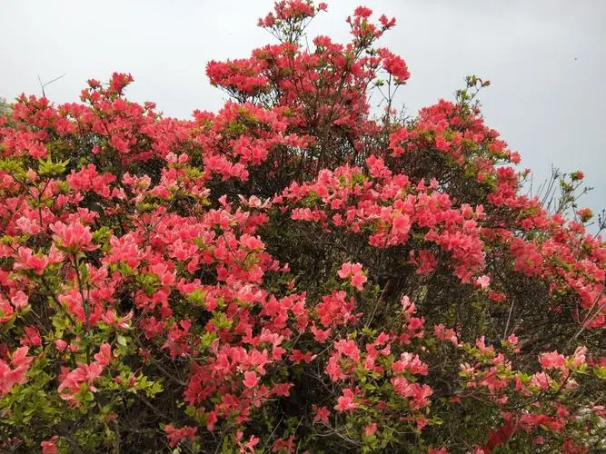 杜鵑花和映山紅是一種花嗎？春色滿園都一樣。