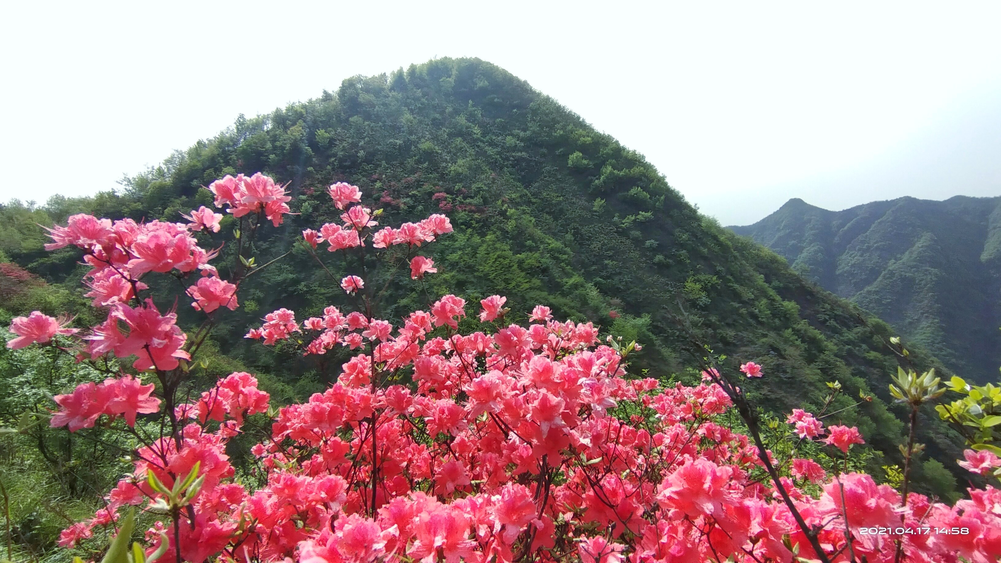 杜鵑花和映山紅是一種花嗎？春色滿園都一樣。