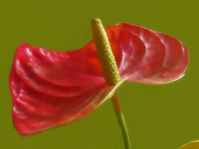 紅掌的花為什麼看起來像假花？鮮豔飽滿的顏色與蠟質層互相疊加的魅力。