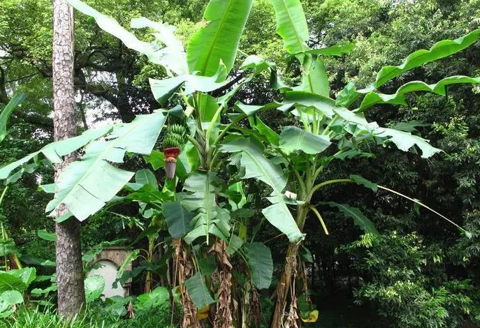 芭蕉物語-芭蕉為什麼是最老實的植物？靜守歲月，無私奉獻。